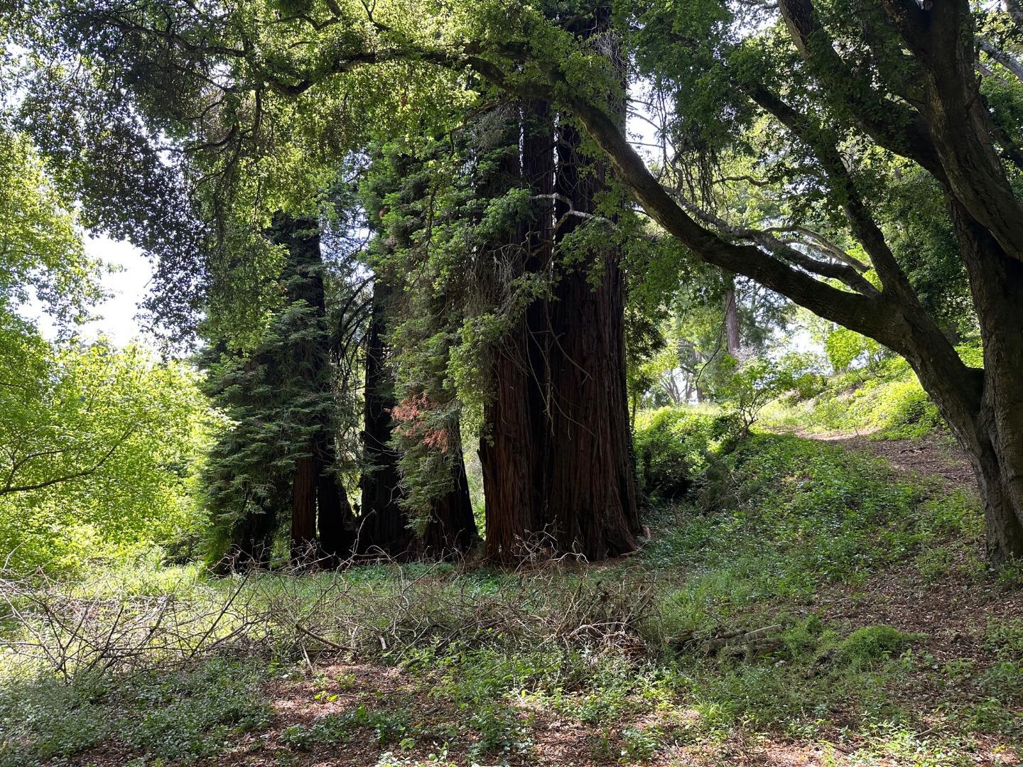 275 Aptos School Road Aptos, CA 95003 - Photo 31 of 45 a view of a forest that has large trees