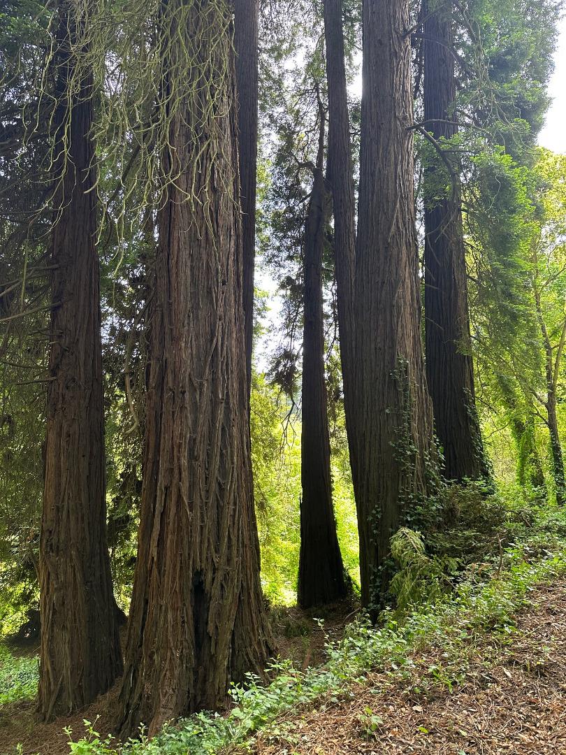 275 Aptos School Road Aptos, CA 95003 - Photo 32 of 45 a view of a backyard