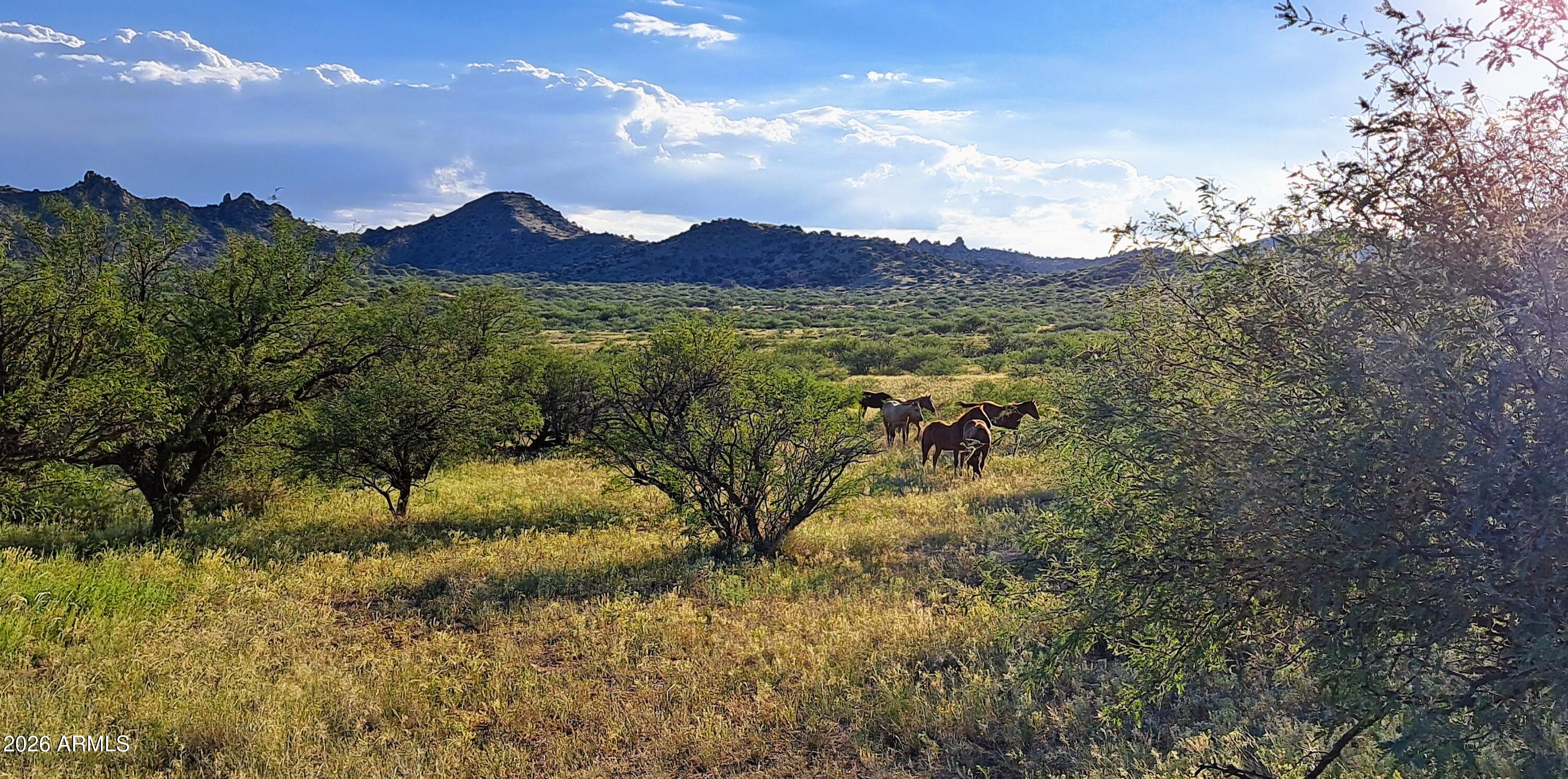 Tbd East Tbd E Walker Ranch Road Dragoon, AZ 85609 - Photo 13 of 20 a view of a lush green forest with mountains in the background