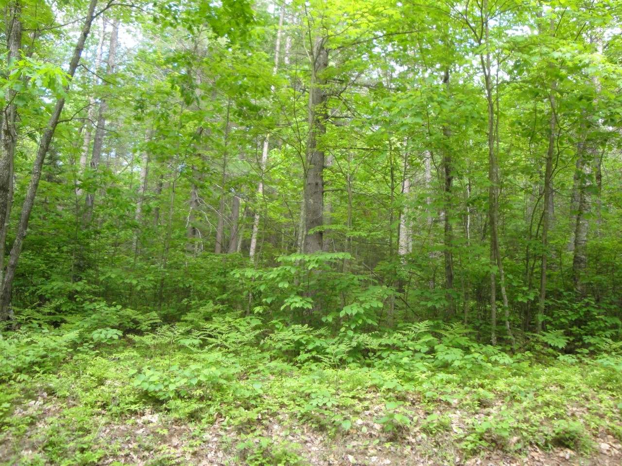 Lot 2 Cedar Lane Rhinelander, WI 54501 - Photo 1 of 19 Gallery Image 1