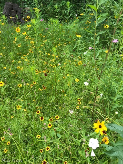 4430 West Bath Road Akron, OH 44333 - Photo 30 of 30 Summer wildflowers
