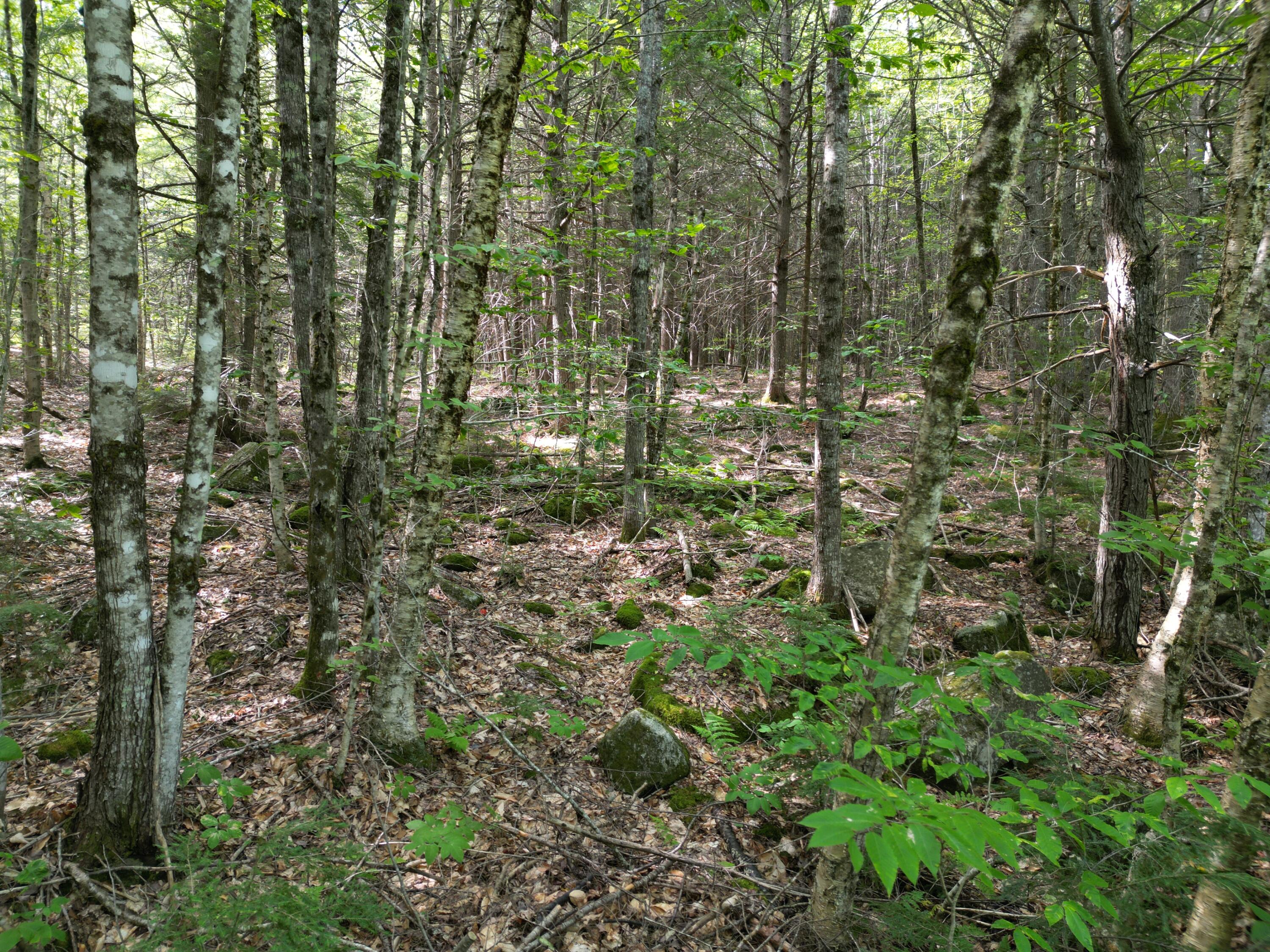 20 Stanhope Mill Road Lincoln, ME 04457 - Photo 9 of 18 DJI_0222