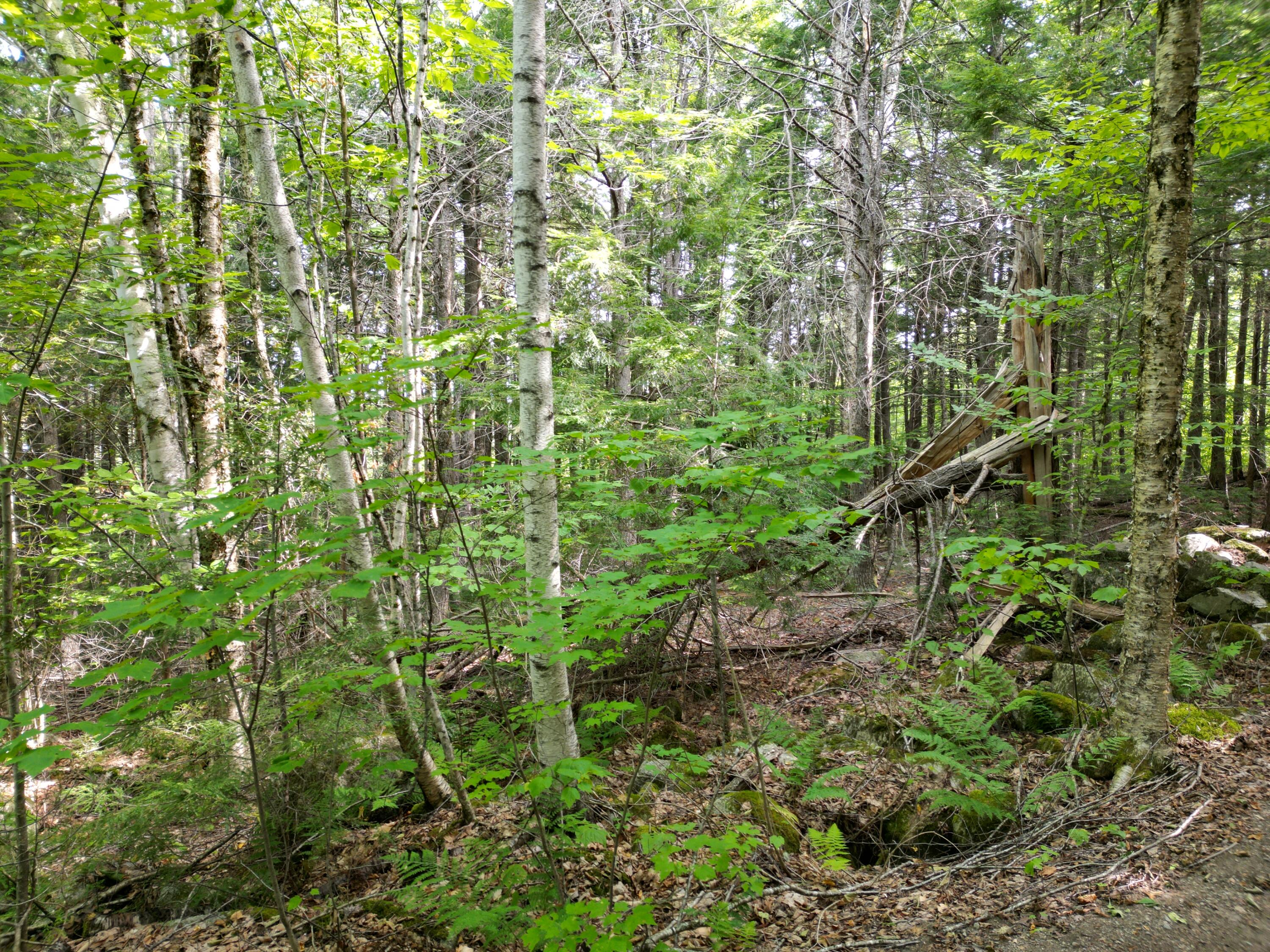 20 Stanhope Mill Road Lincoln, ME 04457 - Photo 10 of 18 DJI_0223