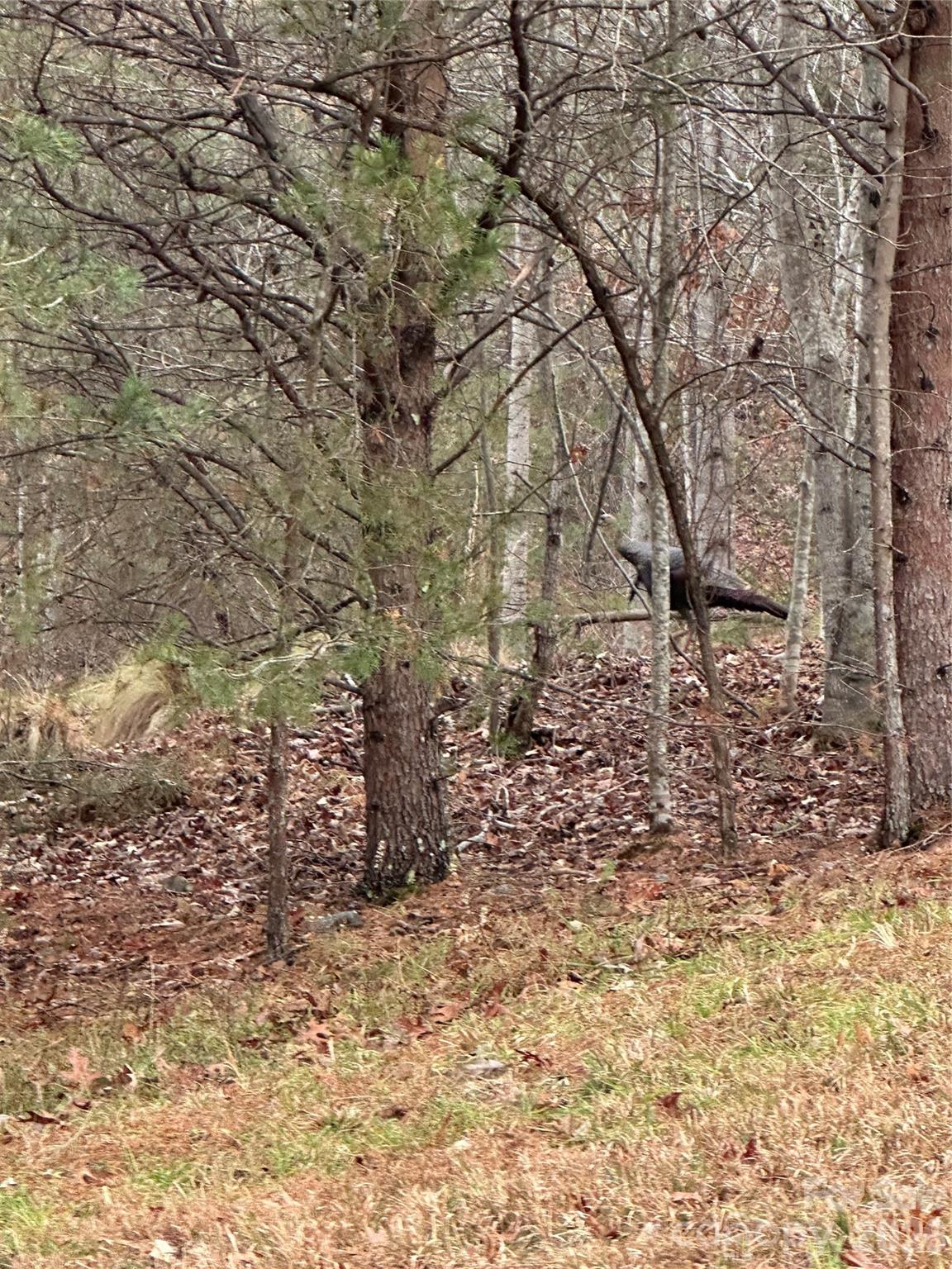 0 Jackson Cove Parkway West, Unit 2 Mill Spring, NC 28756 - Photo 20 of 43 a yard with a tree