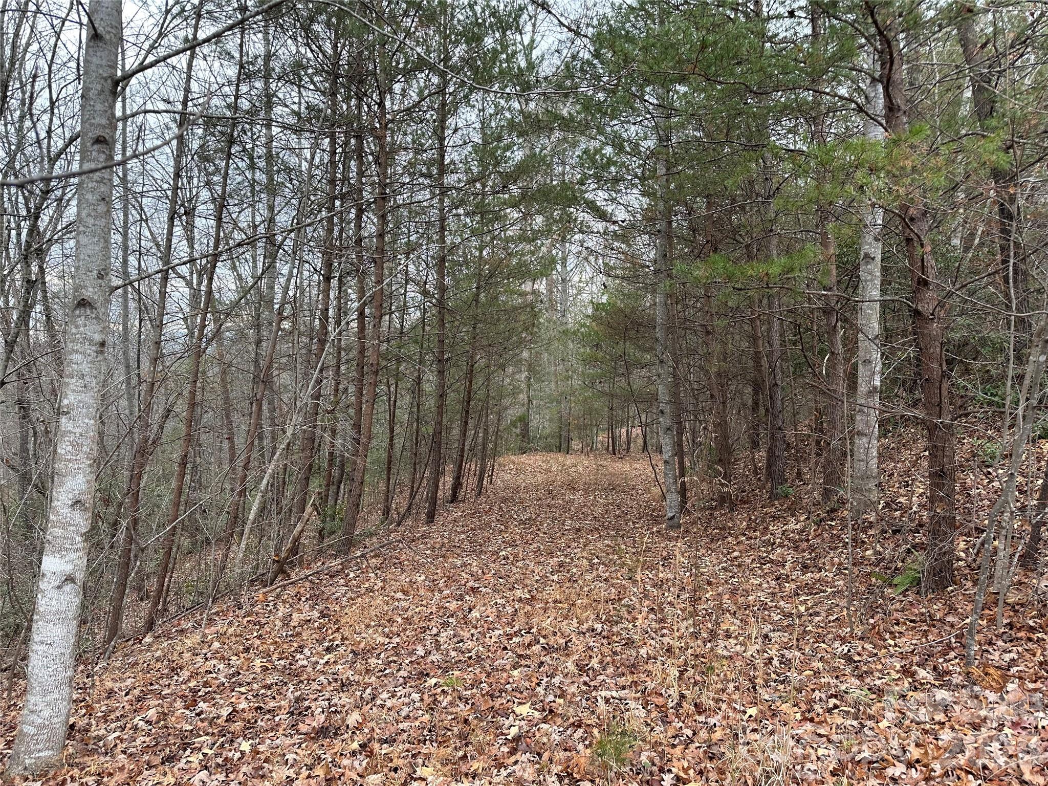 0 Jackson Cove Parkway West, Unit 2 Mill Spring, NC 28756 - Photo 7 of 43 a view of a yard with large trees