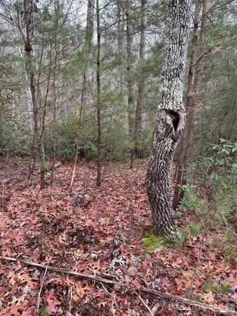 a view of a forest with a tree