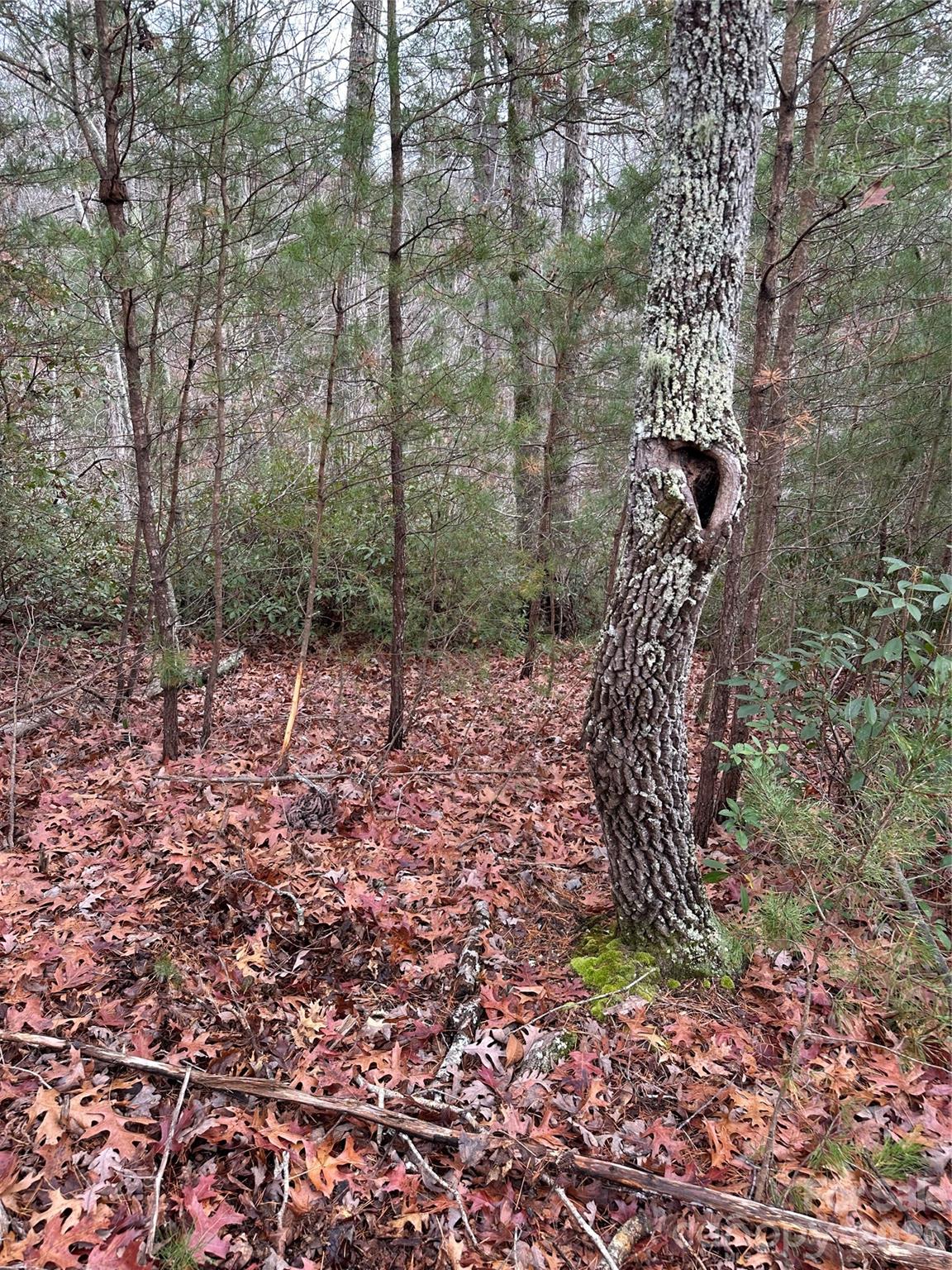 0 Jackson Cove Parkway West, Unit 2 Mill Spring, NC 28756 - Photo 9 of 43 a view of a forest with a tree