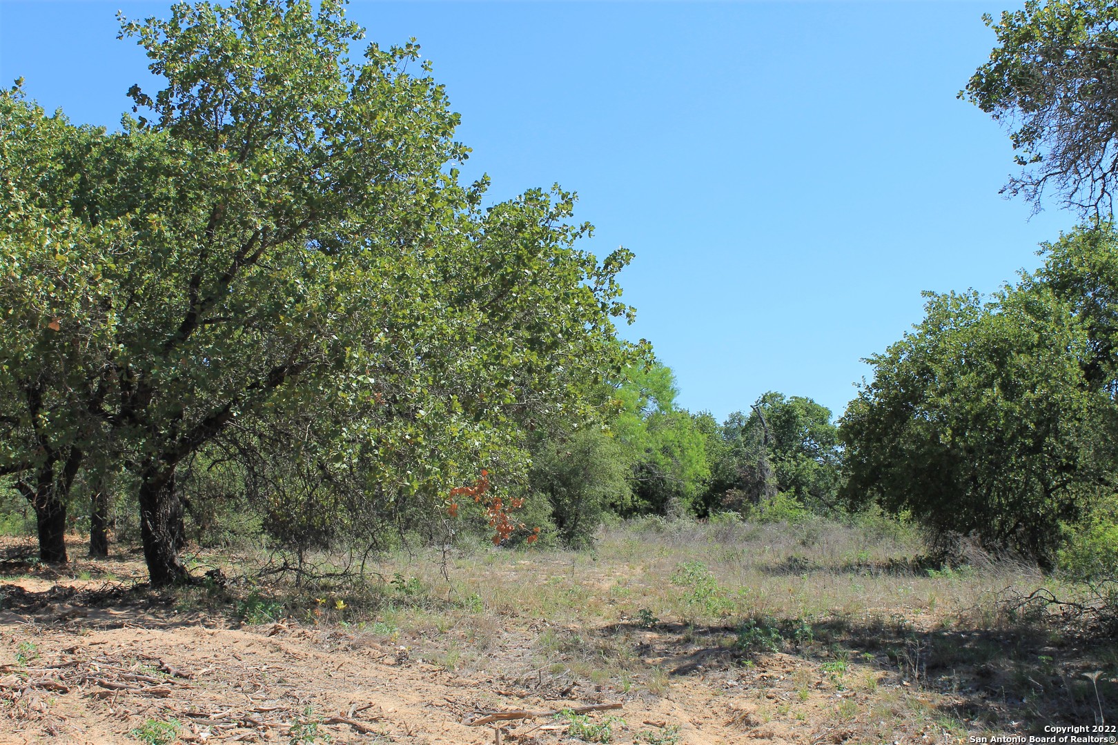 a view of a dry yard with trees