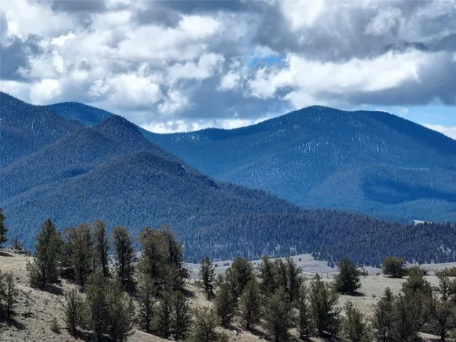a view of a dry yard with large trees