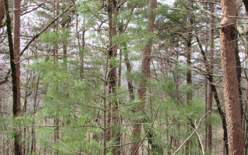 3 Firetower Road Jasper, GA 30143 - Photo 1 of 1 Main View