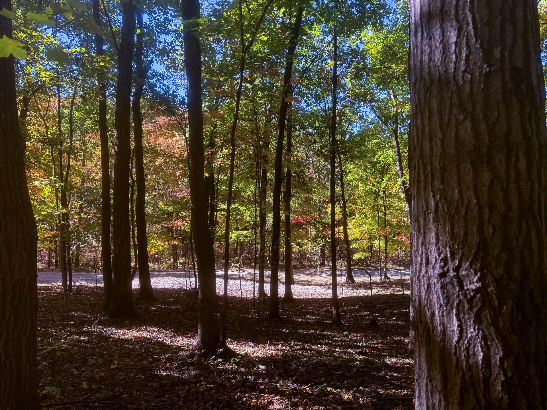 0 Easterday Road, Unit TRACT 8 AT EASTERDAY WOODS) Chillicothe, OH 45601 - Photo 13 of 24 CT-13
