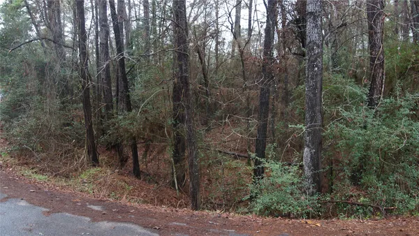 a view of a forest with trees in the background