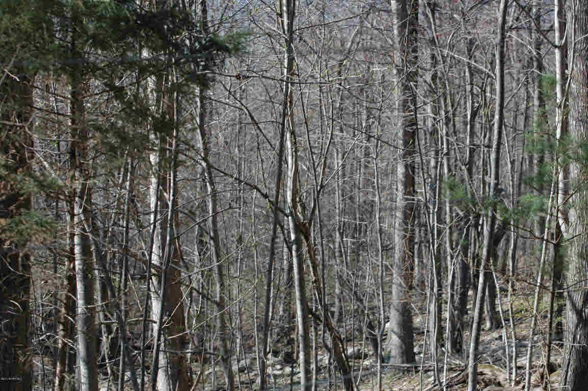 Lot D Springdale Road Pearisburg, VA 24134 - Photo 3 of 10 Gallery Image 3