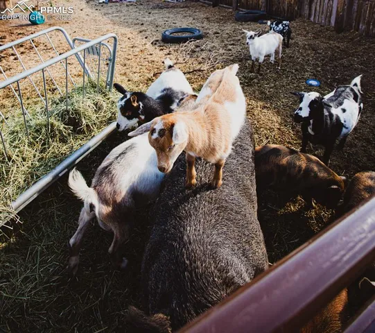an aerial view of a forest