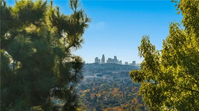 a view of a tree in a yard