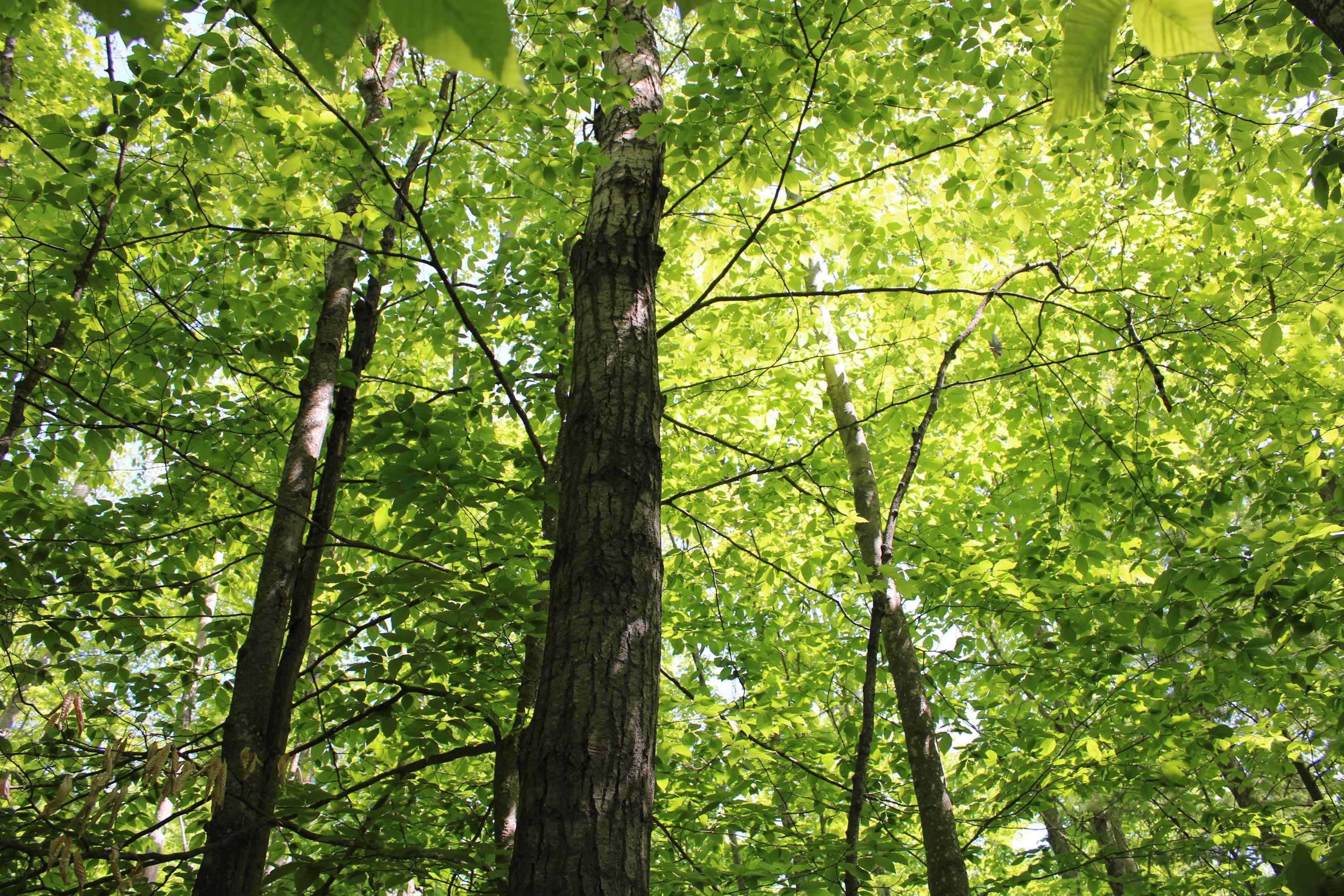Vl Squaw Lake Road Kalkaska, MI 49646 - Photo 8 of 21
