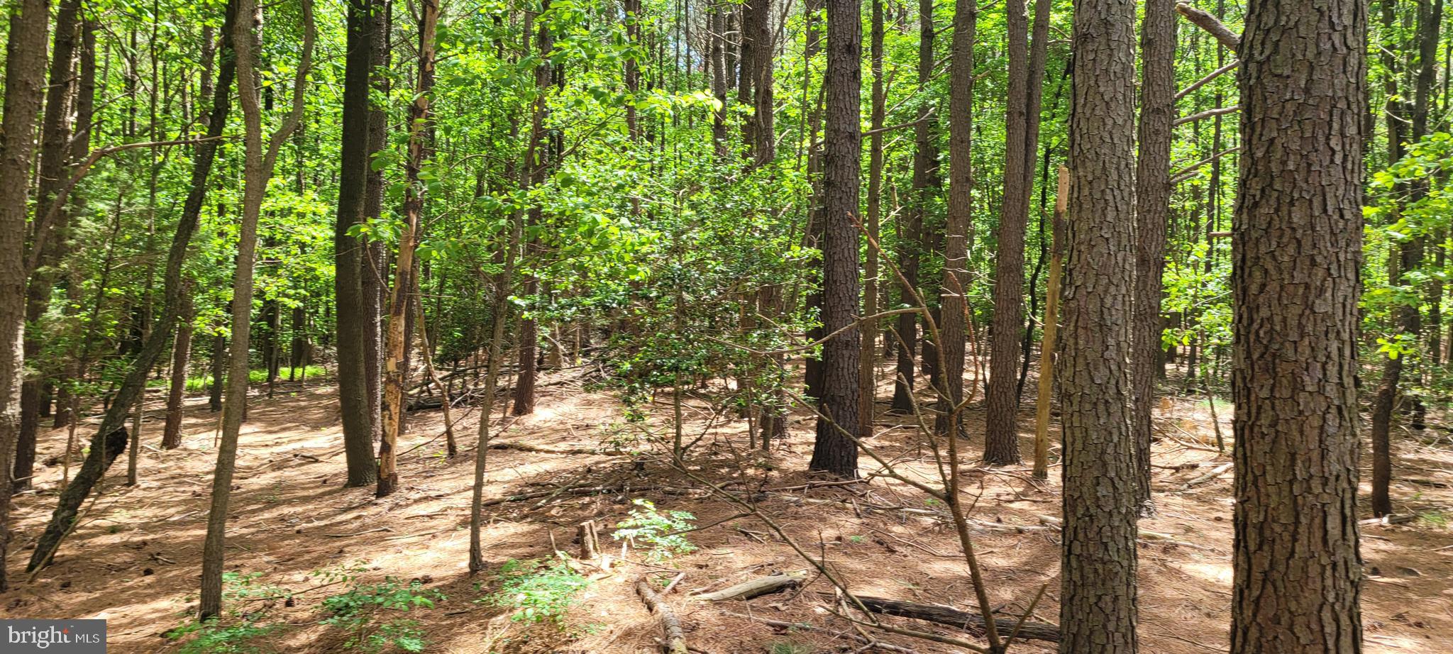 20-acres Shawnee Road Milford, DE 19963 - Photo 6 of 9 Gallery Image 6