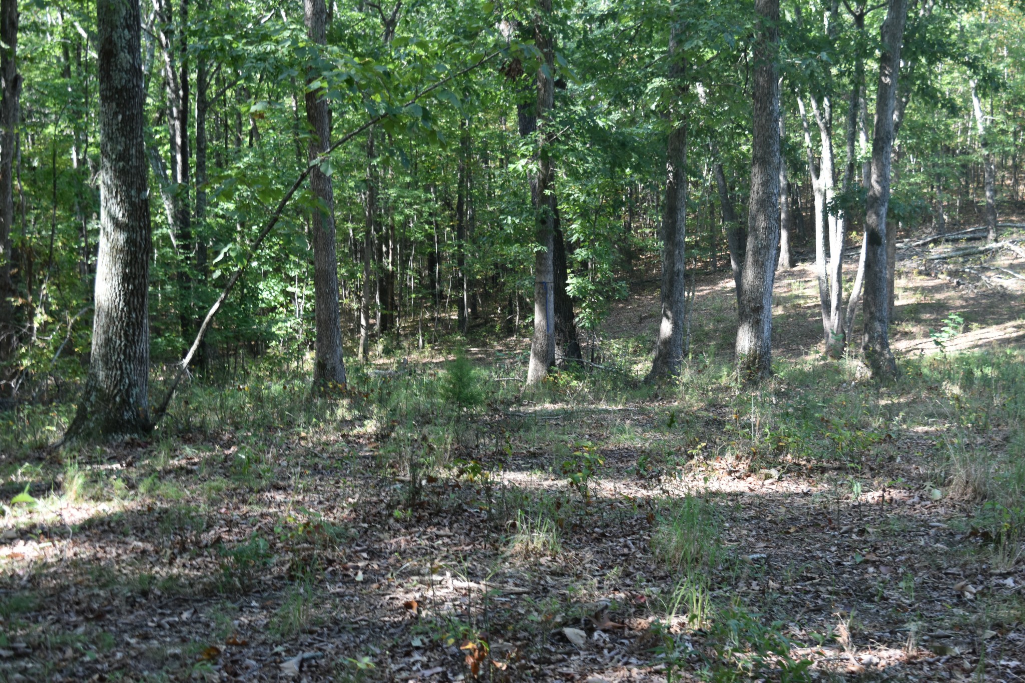 0 Stage Coach Road Sewanee, TN 37375 - Photo 38 of 50 Gallery Image 38