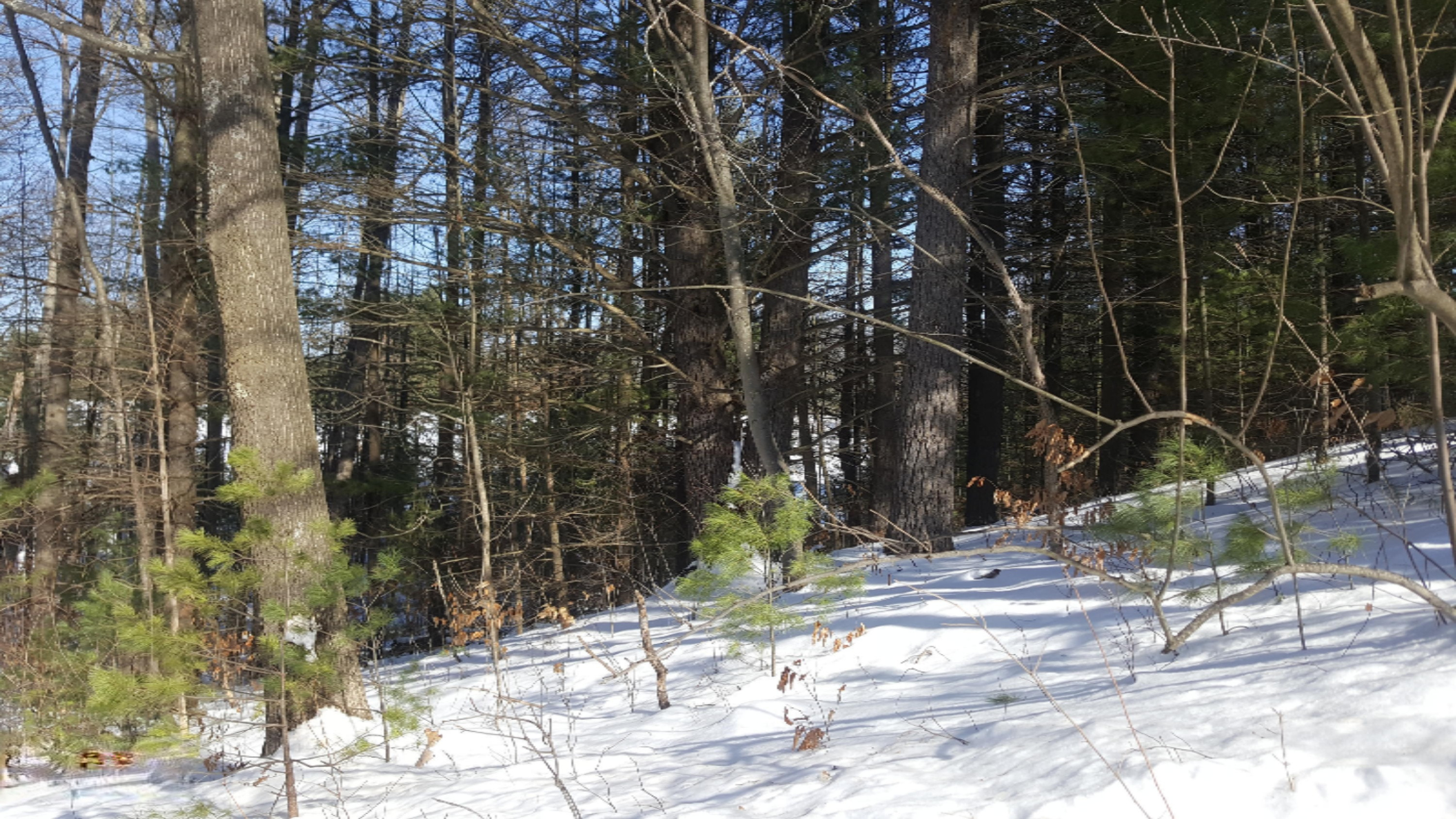 0 North Saddler Road Luther, MI 49656 - Photo 2 of 2 20180214_135124