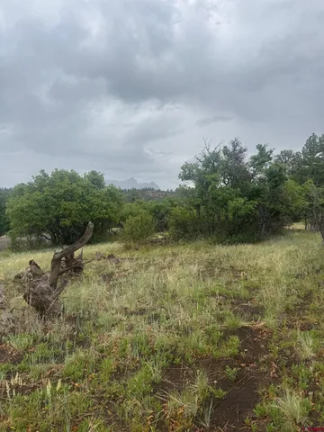 a view of a field with plants and trees