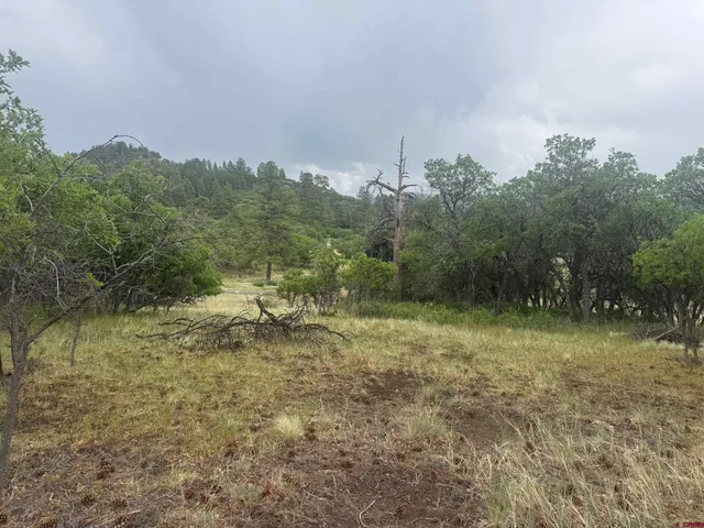 a view of a field with trees in the background