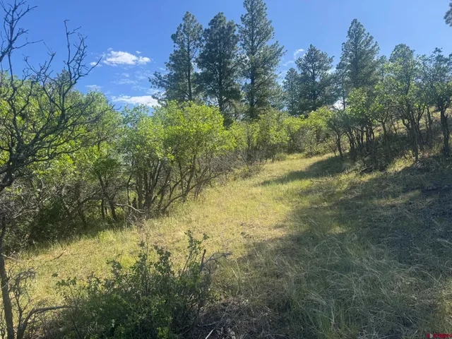 a view of a yard with a tree
