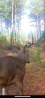 606 Herman Bell Road Mauk, GA 31058 - Photo 46 of 59 Gallery Image 46