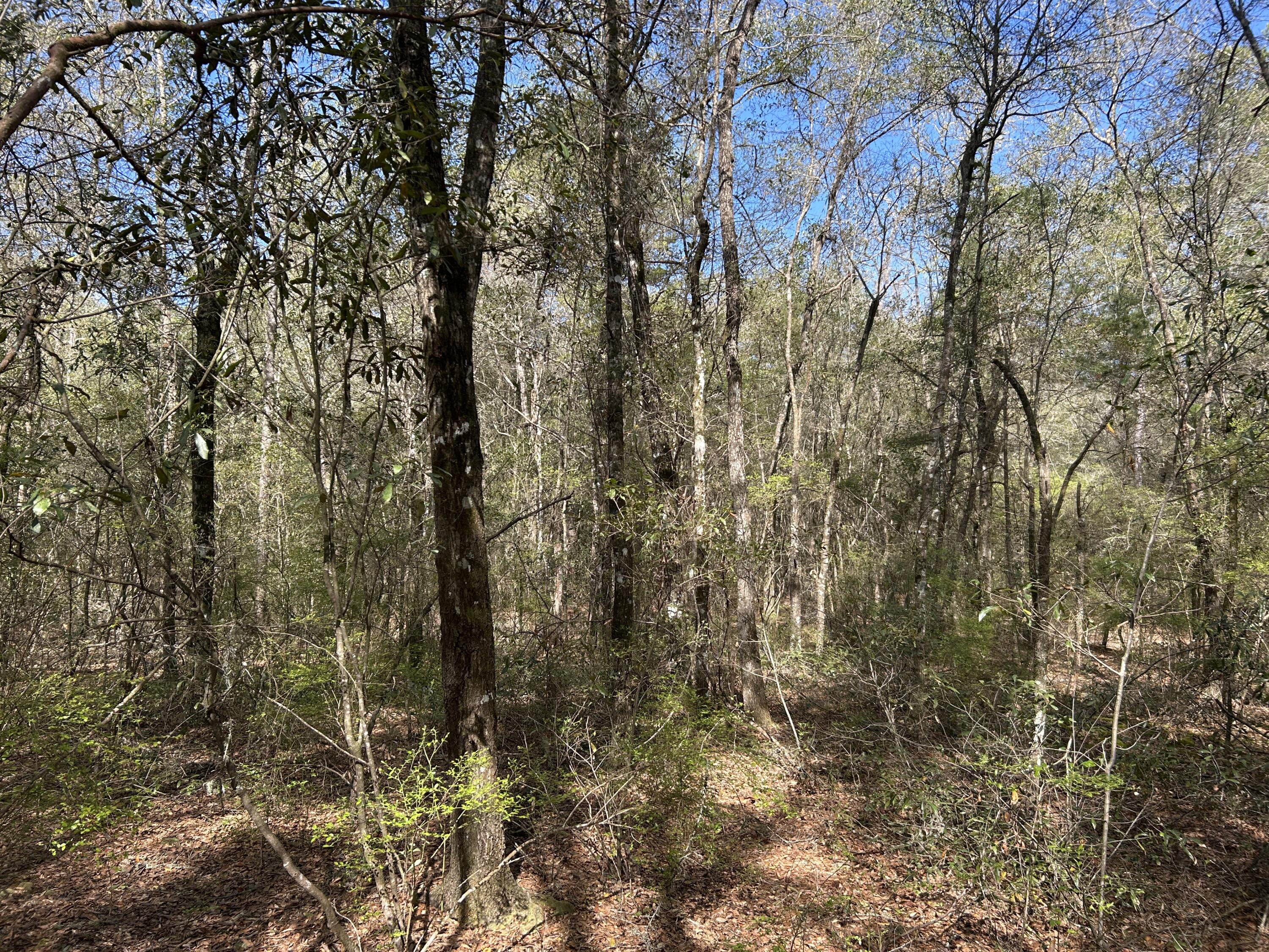 11 Boat Landing Road Ridgeville, SC 29472 - Photo 9 of 16 IMG_5857
