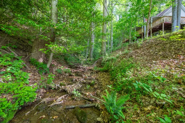 a view of a lush green forest