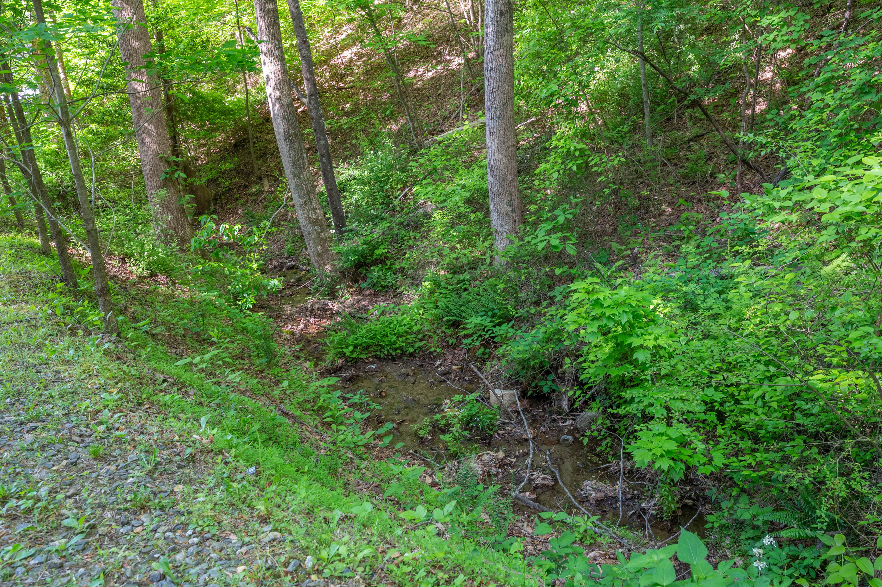 57 Buck Fever Lane Cana, VA 24317 - Photo 47 of 48 a view of a lush green forest