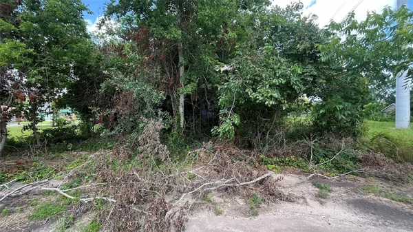 a view of a forest with trees in the background