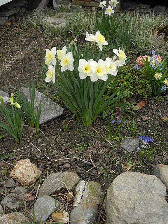2069 Alna Road Alna, ME 04535 - Photo 18 of 19 DAFFODILS