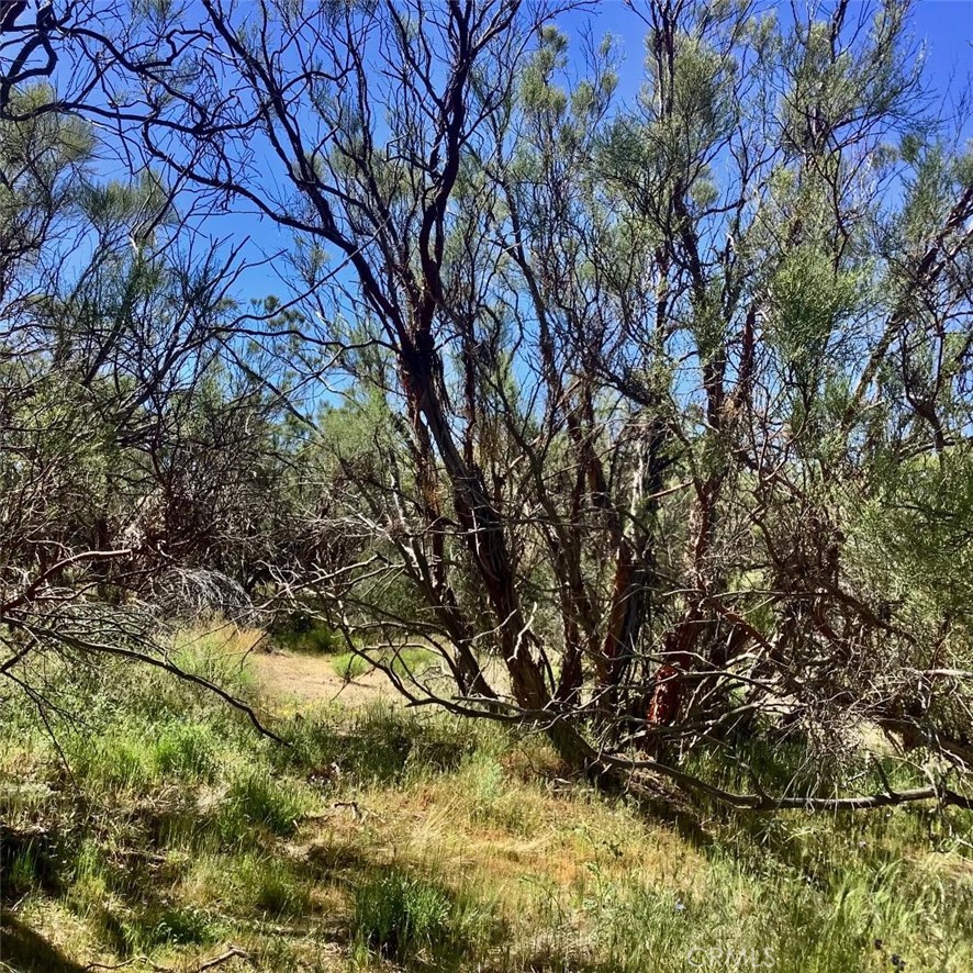 0 Pony Trail Road Anza, CA 92539 - Photo 13 of 14 a backyard of a house with lots of trees