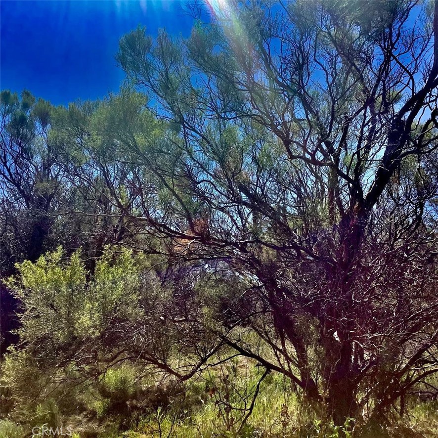 0 Pony Trail Road Anza, CA 92539 - Photo 14 of 14 a view of a tree in a yard