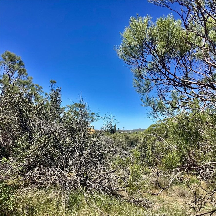 0 Pony Trail Road Anza, CA 92539 - Photo 8 of 14 a view of a tree with a yard
