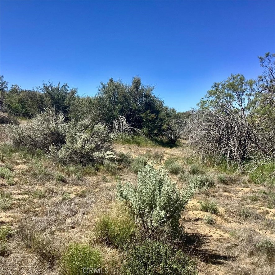 0 Pony Trail Road Anza, CA 92539 - Photo 10 of 14 a view of a dry yard with trees