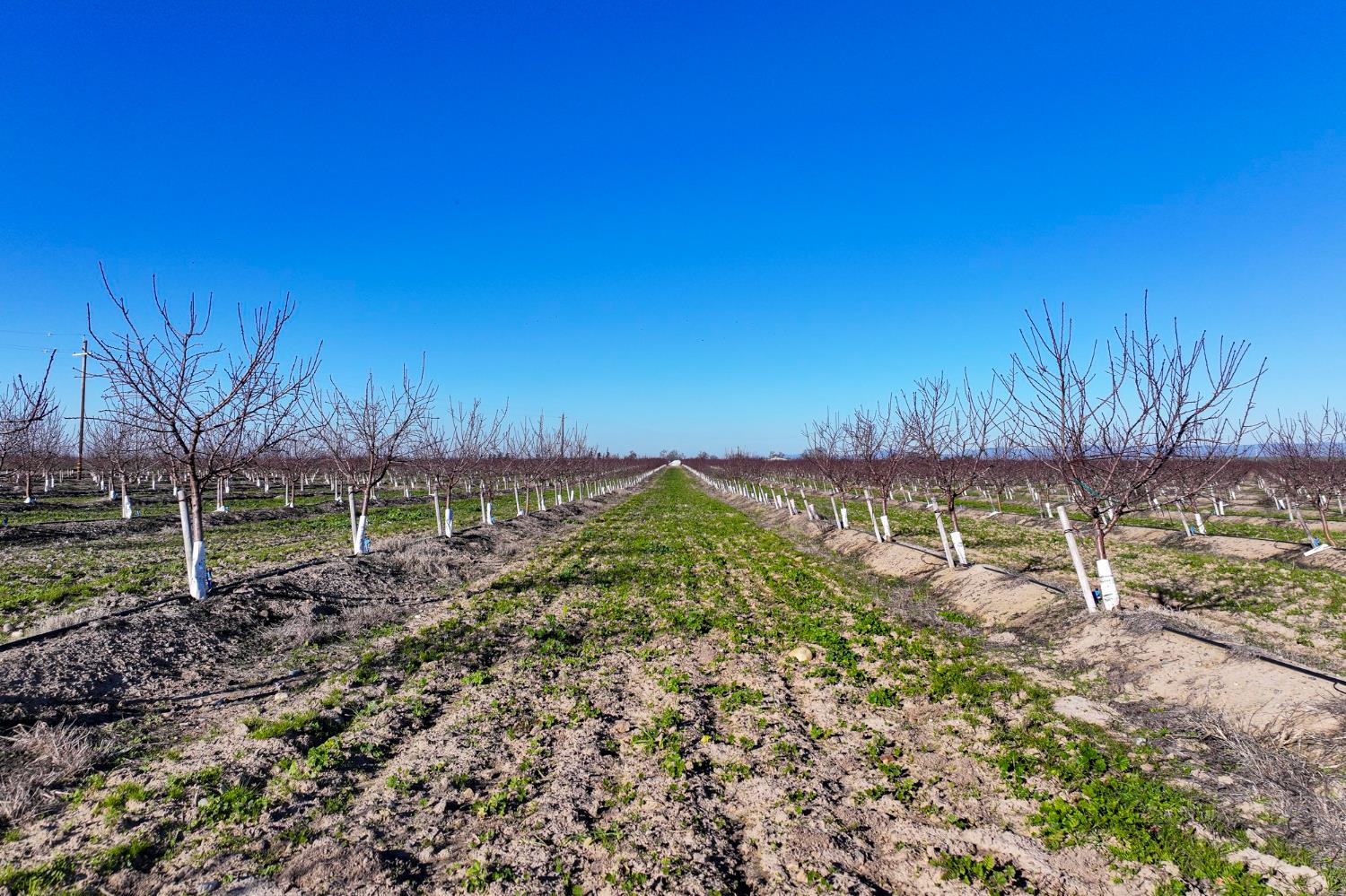 15116 Allen Road Snelling, CA 95369 - Photo 3 of 12 a view of a yard with a tree