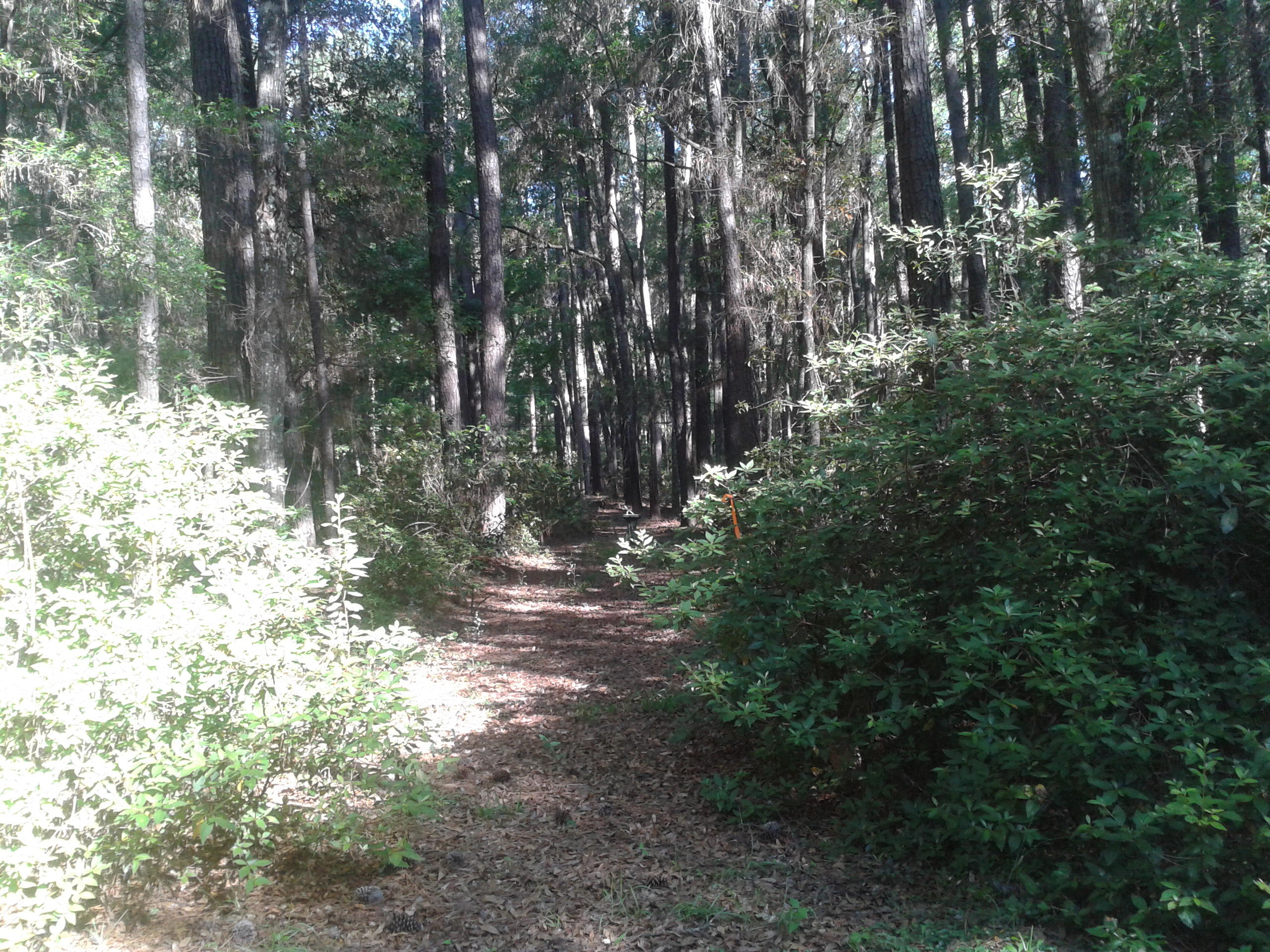 3108 Bohicket Road Johns Island, SC 29455 - Photo 2 of 13 MLS (3)