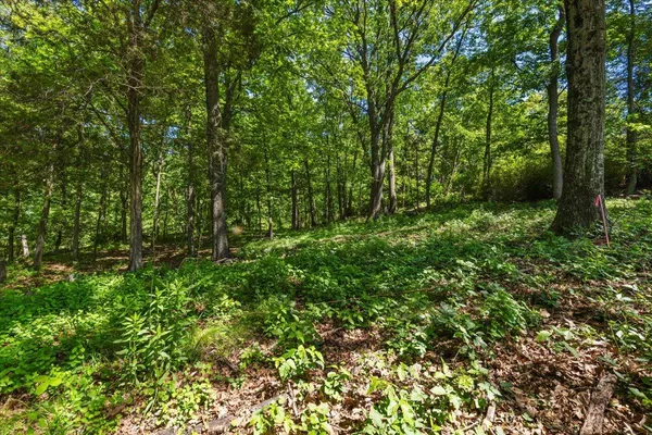 a view of a lush green forest