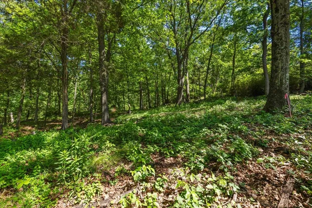a view of a lush green forest