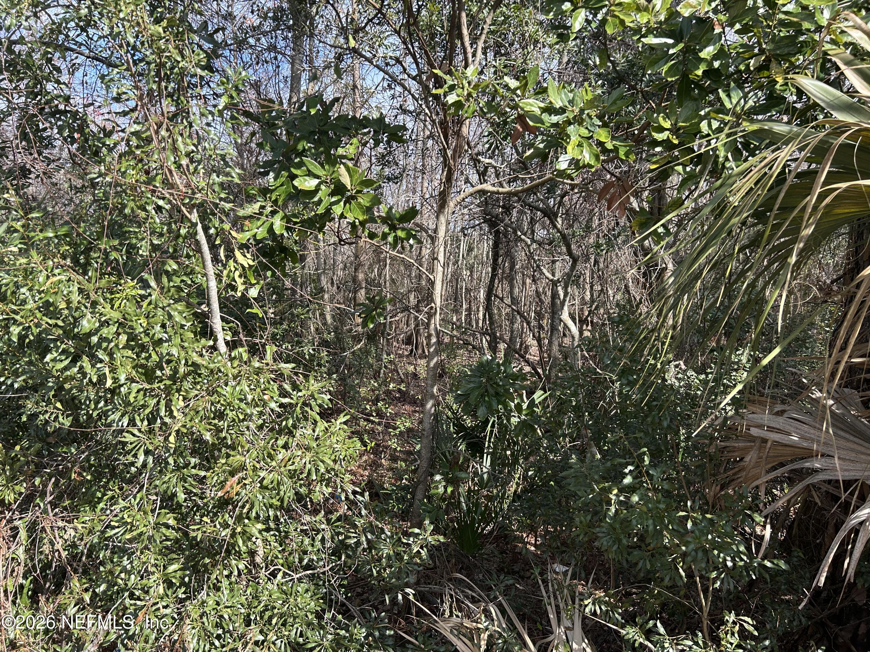 0 Beach Boulevard Jacksonville, FL 32250 - Photo 15 of 15 a view of a tree