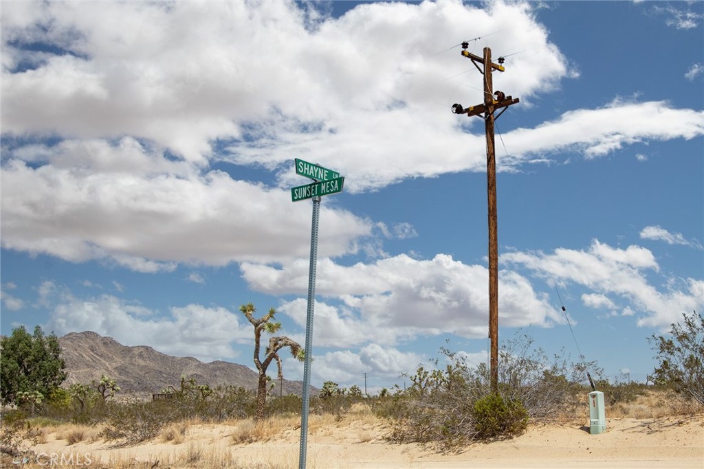 a street view with a large trees