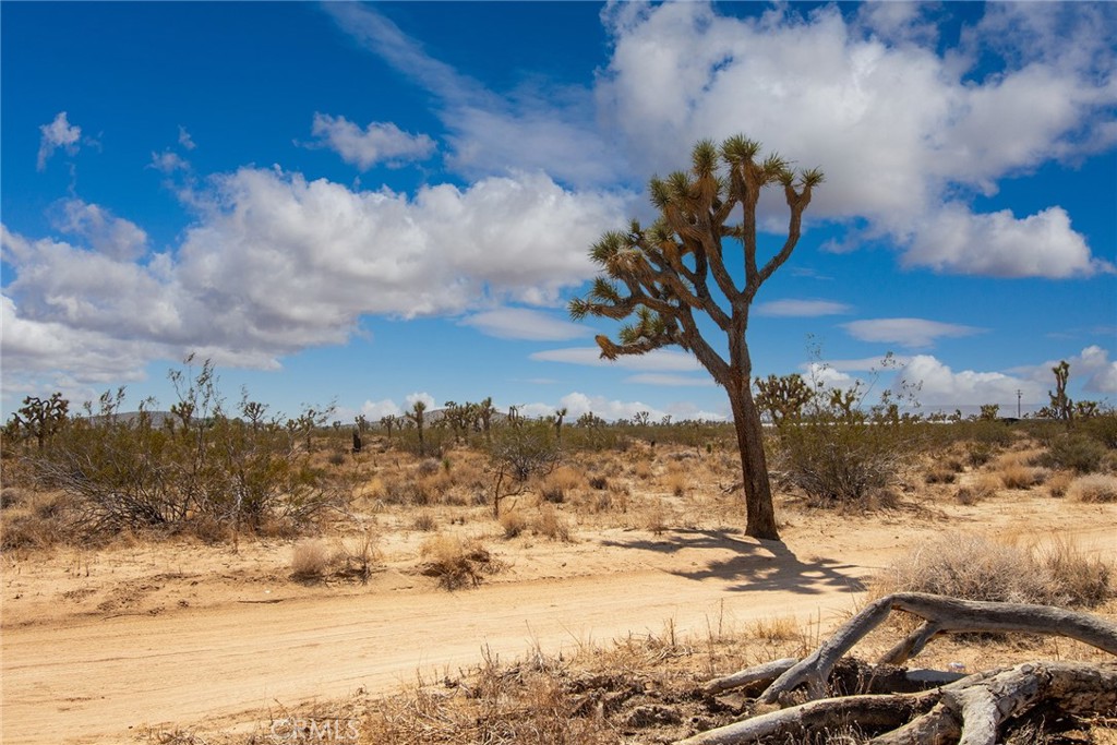 1448 Columbus Road Landers, CA 92285 - Photo 15 of 18 a view of a yard with wooden fence