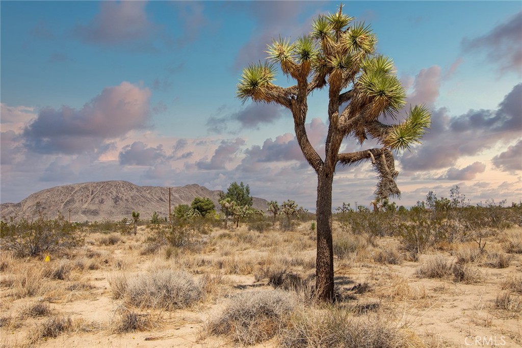1448 Columbus Road Landers, CA 92285 - Photo 17 of 18 a picture of a tree in a yard