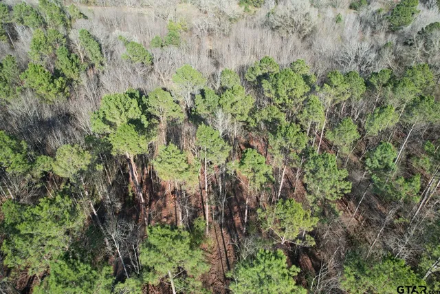 a view of a garden with a tree