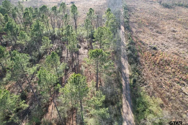 a view of a forest with a street