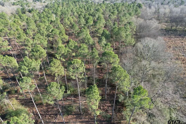 a view of a forest filled with trees