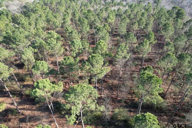 a view of a garden with plants and flowers
