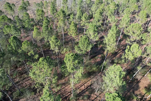 a view of a forest with a street