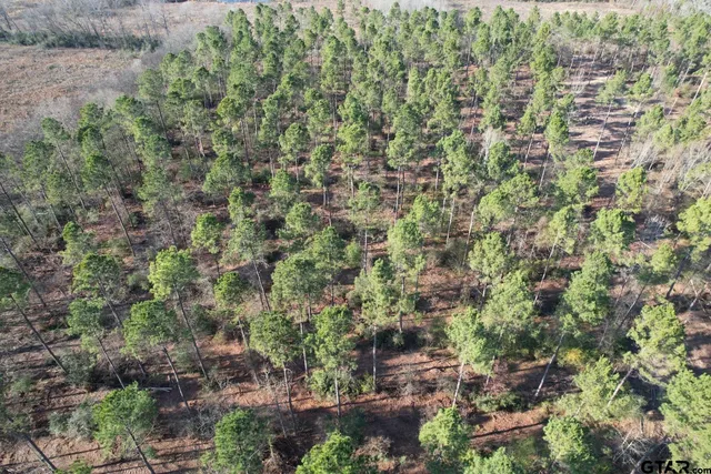 a view of a yard with plants and large trees